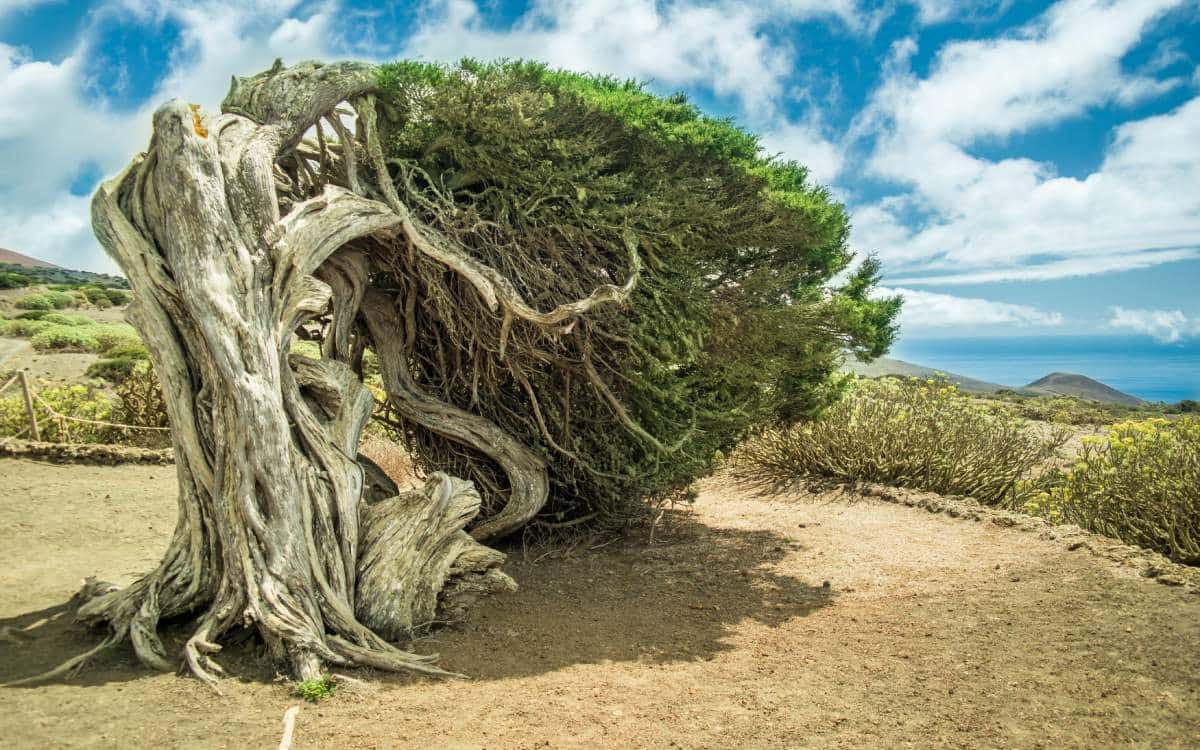 La Gran Sabina