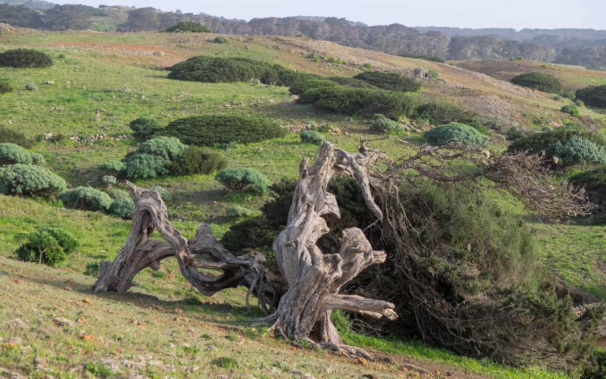 Sabinas en El Sabinar de La Dehesa