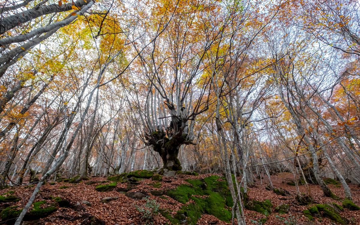 Bosque Encantado de Carlac 
