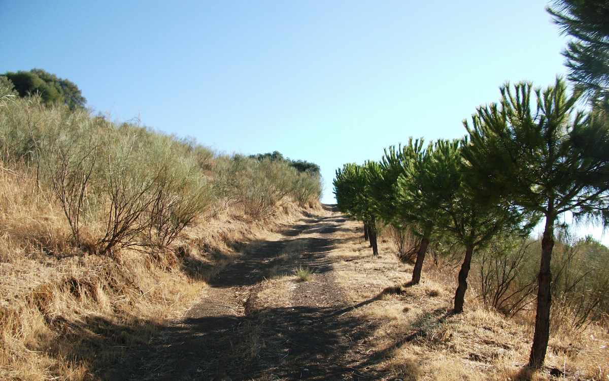Camino de ascensión al Cerro Masatrigo