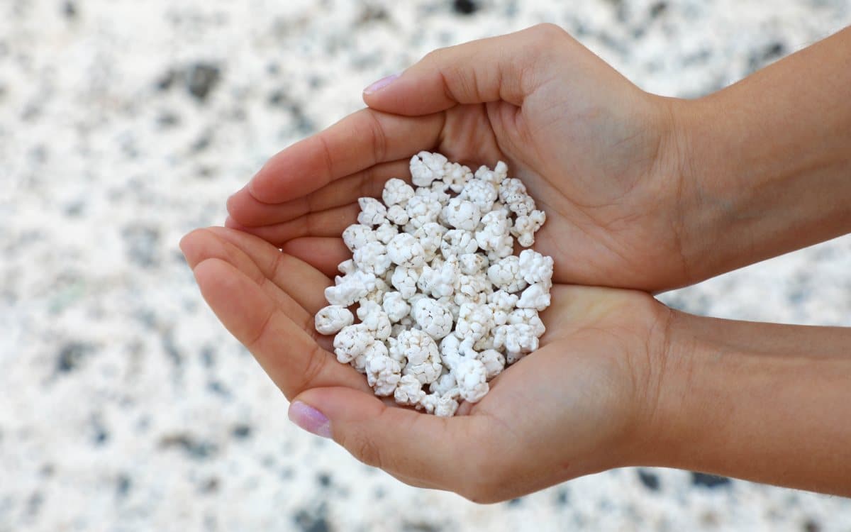 Las "palomitas" de la playa