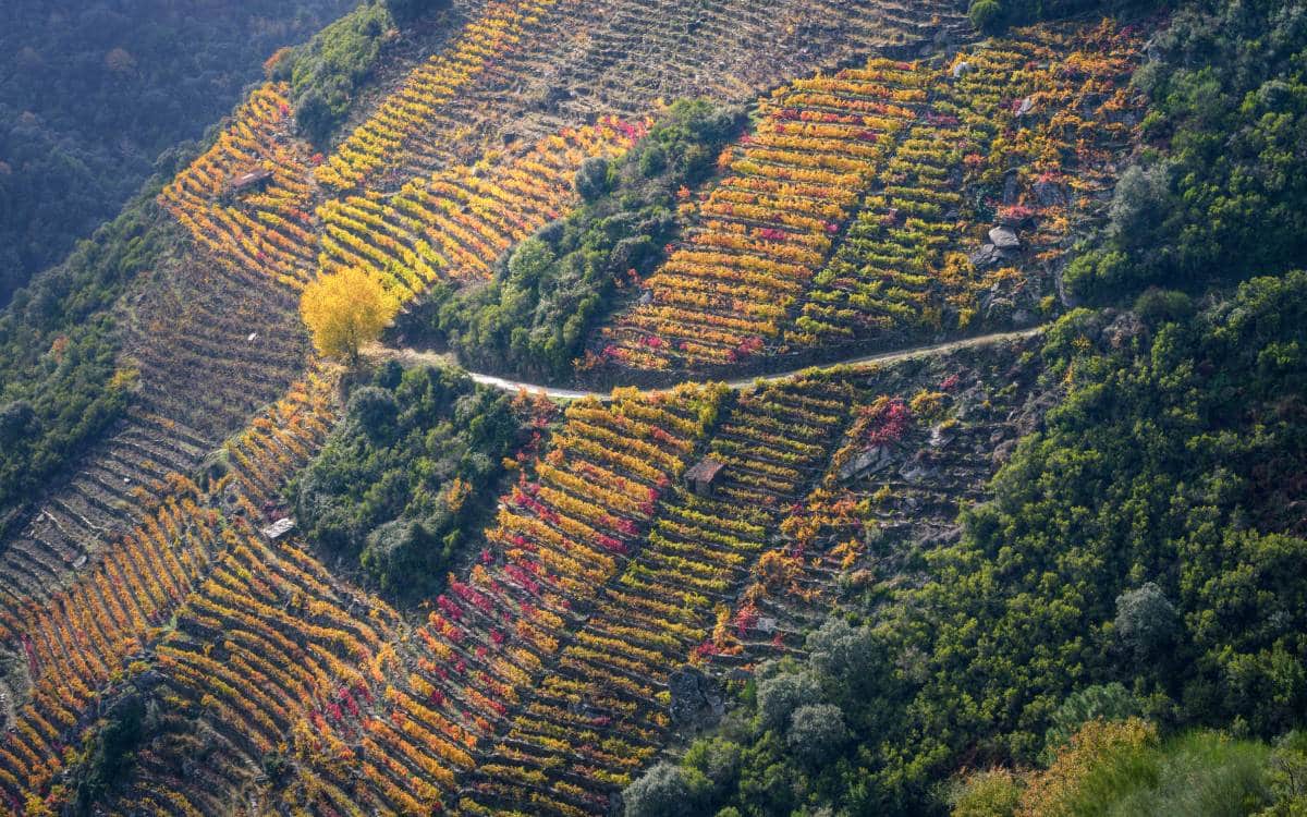 Viñedos adosados en las laderas de RIbeira Sacra