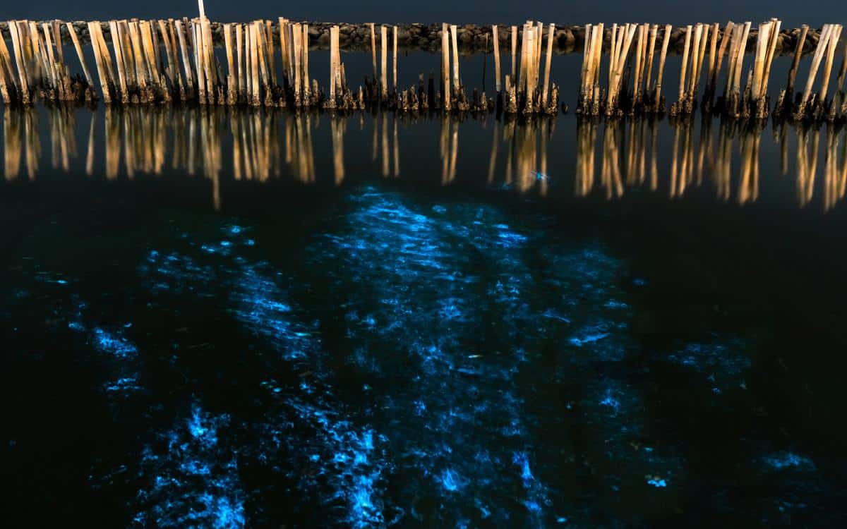 Océano luminiscente.