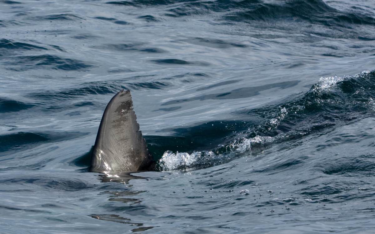 Un tiburón nadando en el mar.