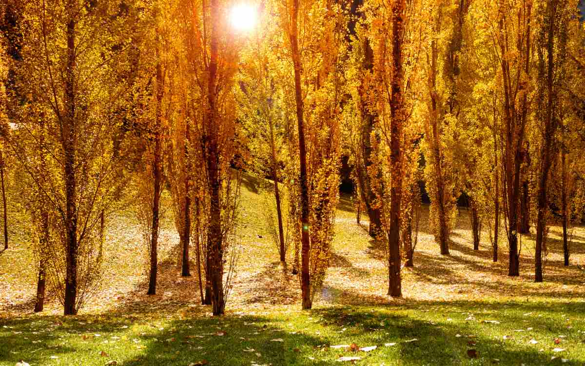 Parque del Oeste.