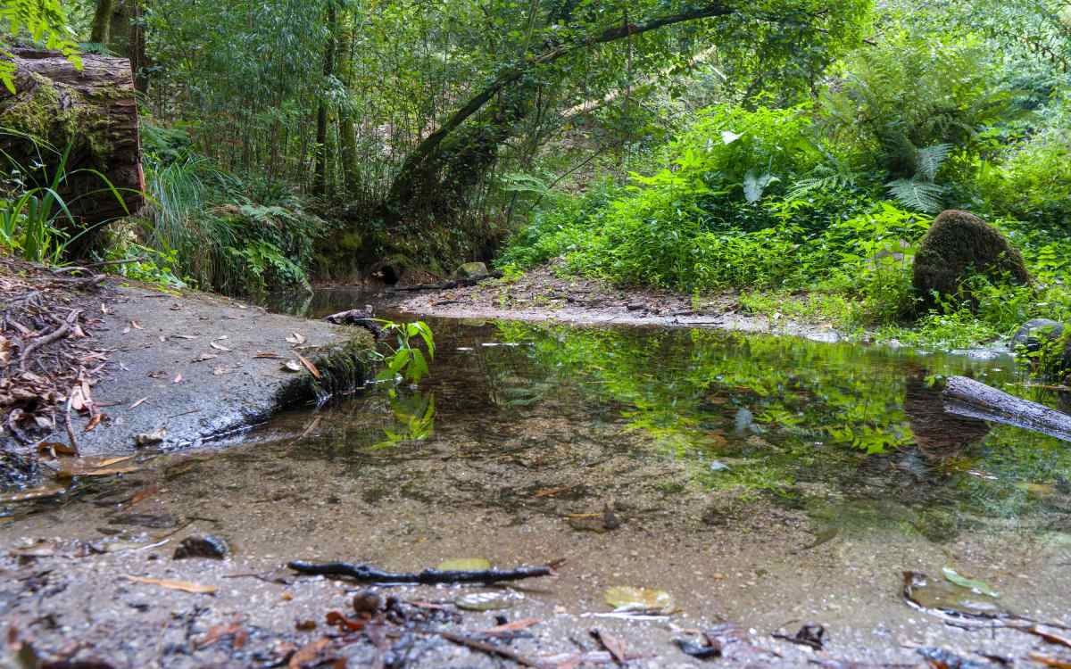 El bosque encantado