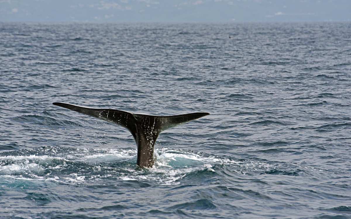 Cachalote avistado en el Estrecho de Gibraltar