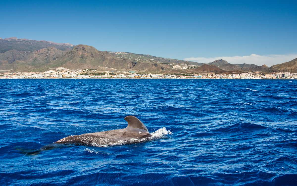 Ballena piloto avistada en Tenerife