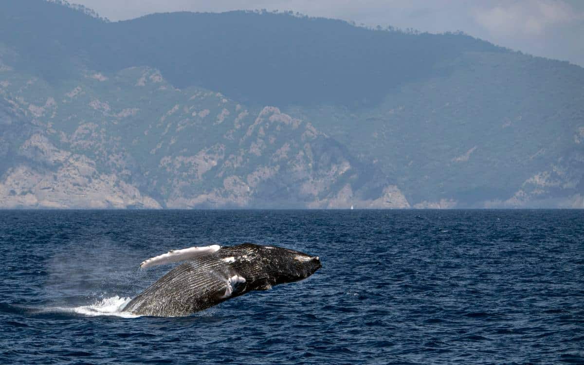 Ballena jorobada avistada en el Mediterráneo