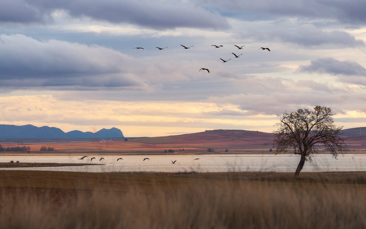 Grullas en la Laguna de Gallocanta