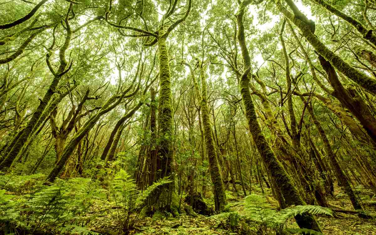 Bosques del Parque Nacional de Garajonay