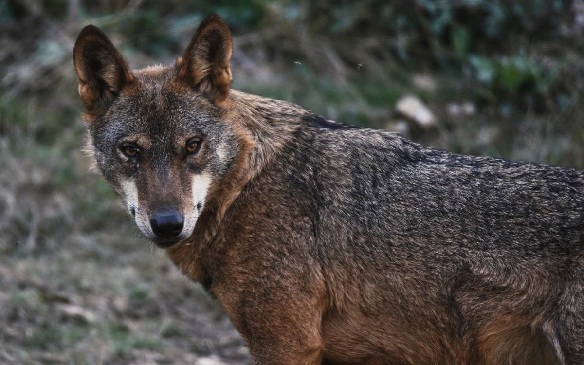 Lobo en la Sierra de la Culebra