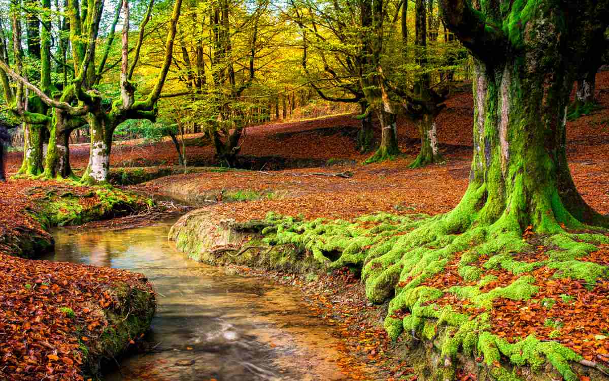 Parque Natural de Gorbeia