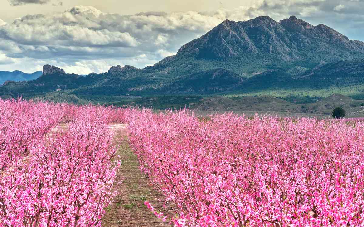Melocotoneros en Cieza. 