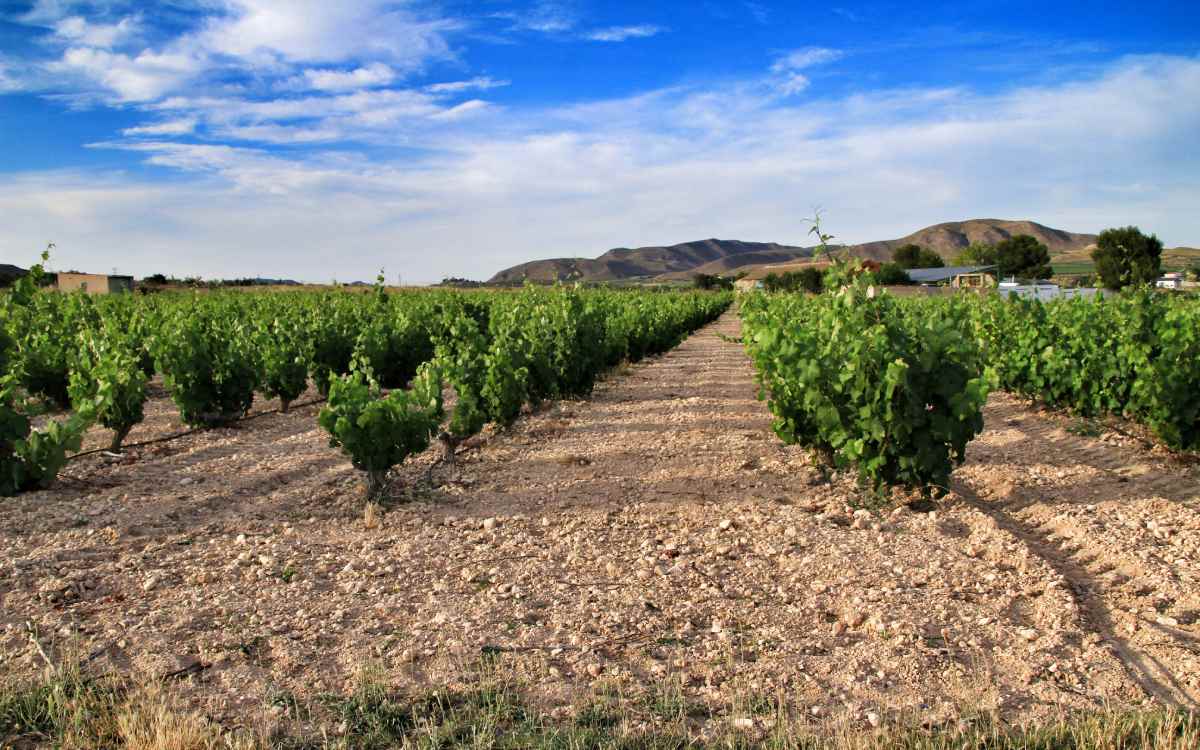 Jumilla.