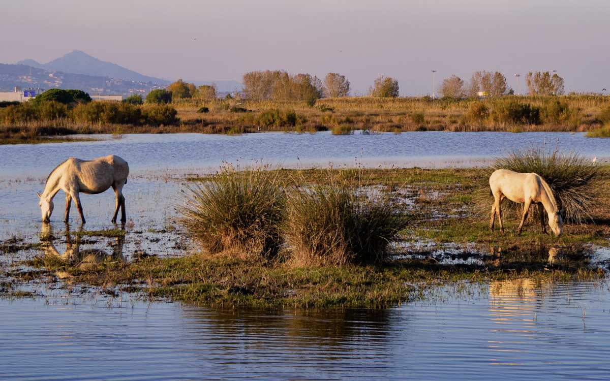 Delta del Llobregat