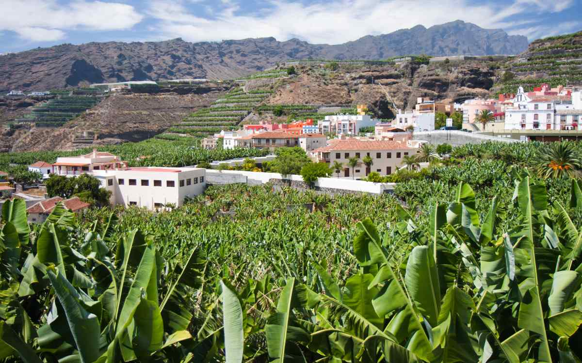Plantación de plátano en Tazacorte