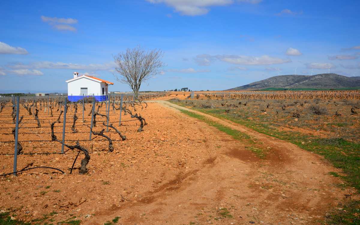 Viñedos en Valdepeñas