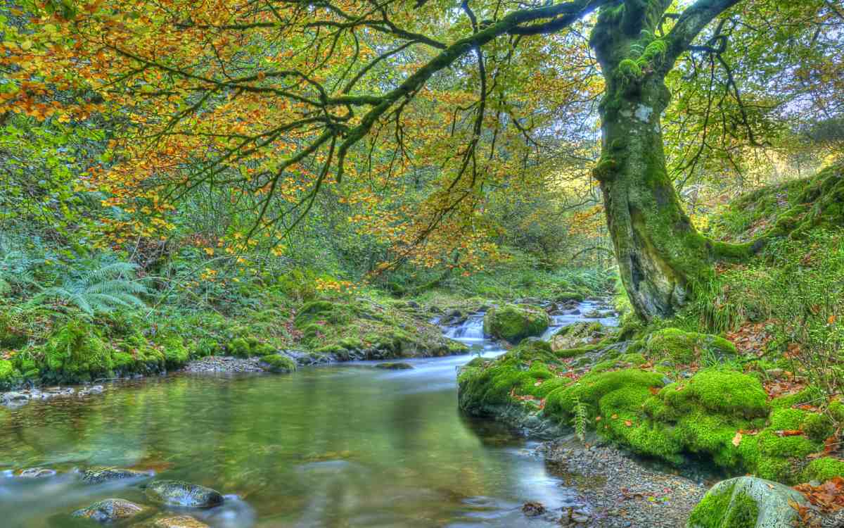 Bosque de Muniellos