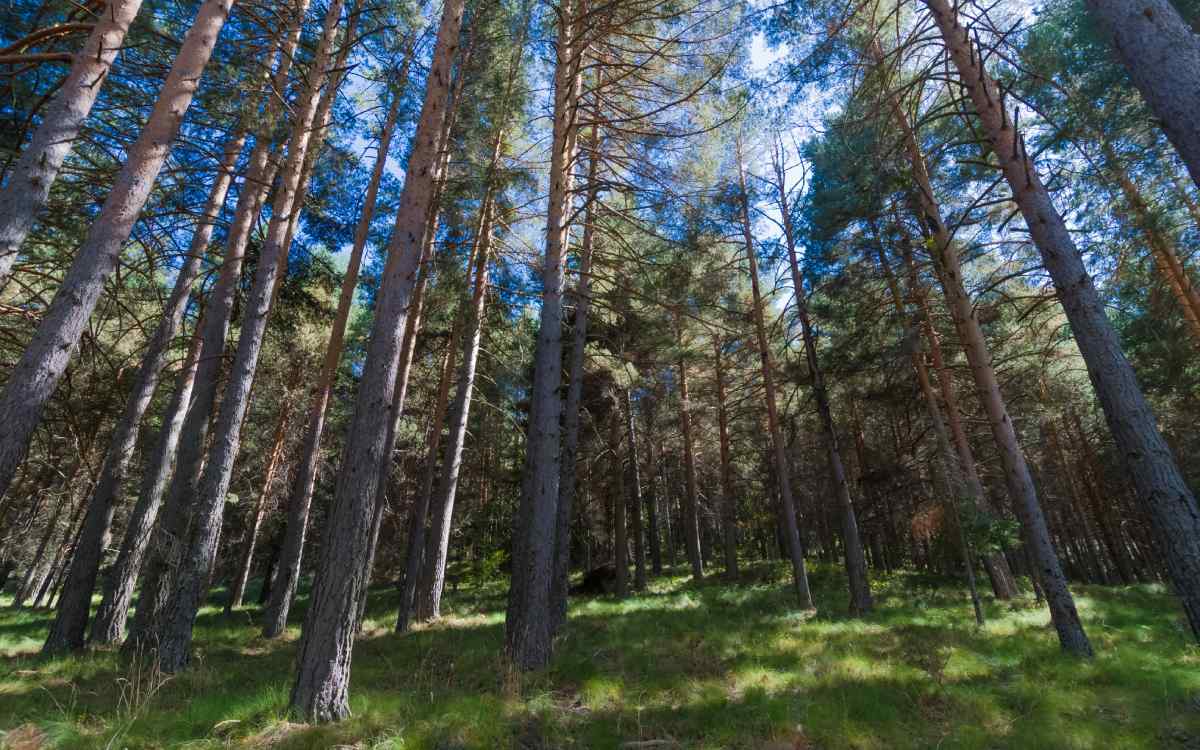 Pinares de Hoyocasero