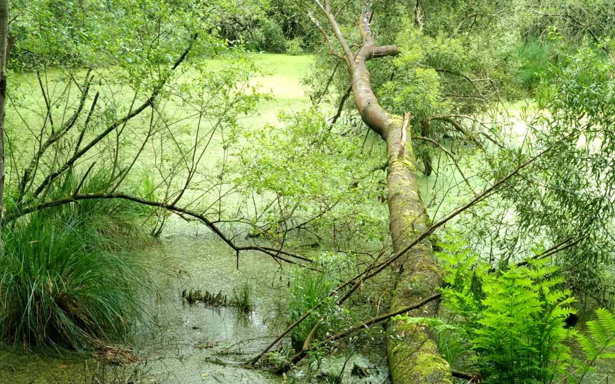 Lagunas de Salave
