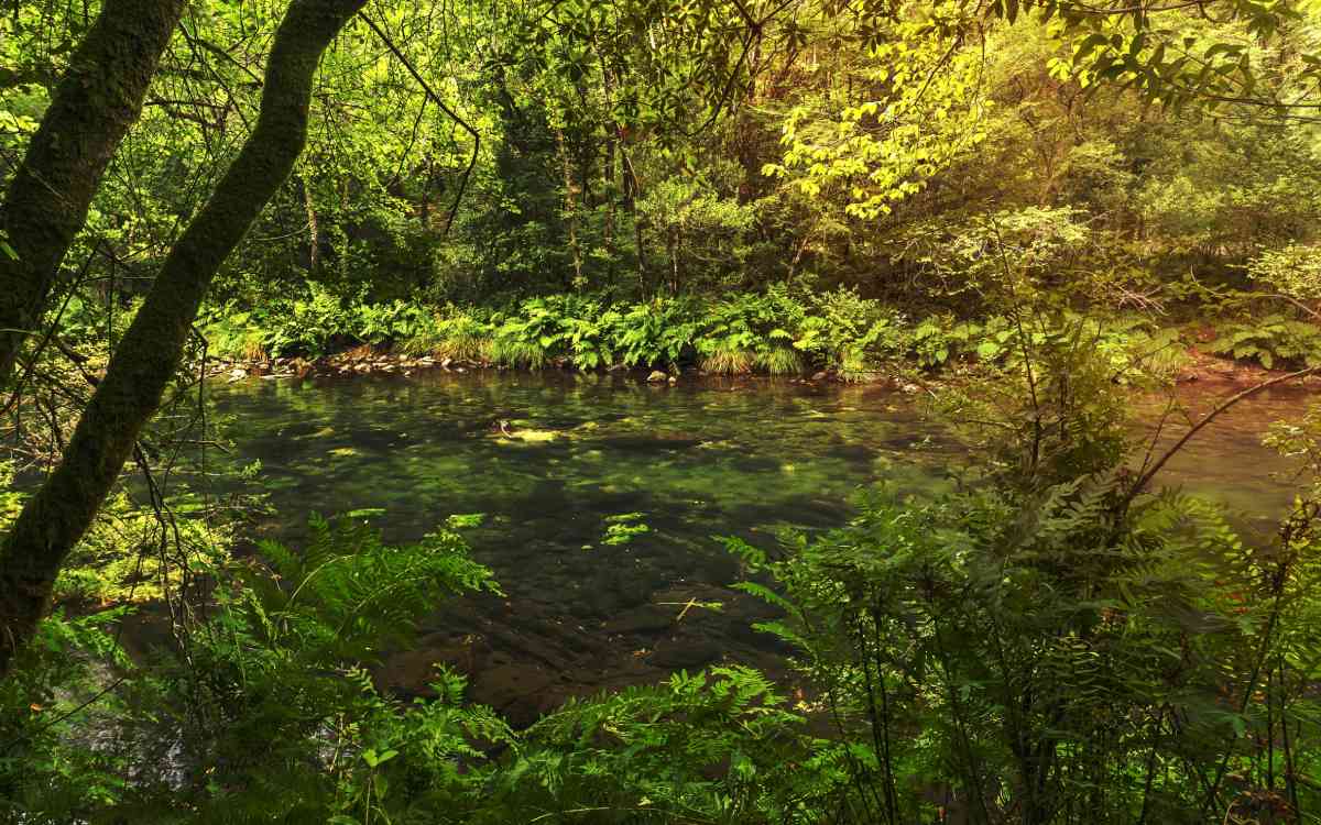 Parque Natural Fragas do Eume