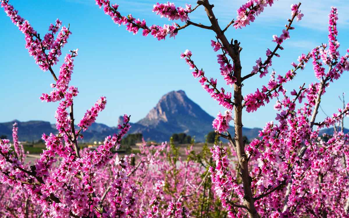 Cieza en época de floración