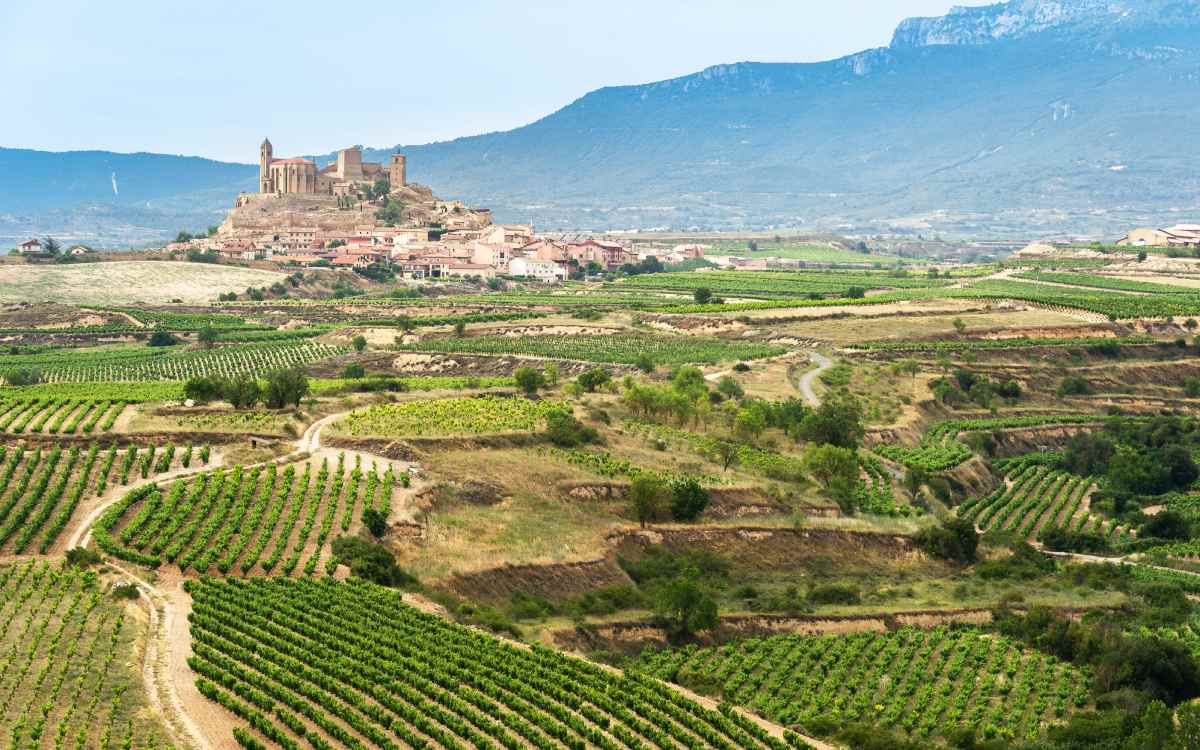 Viñedos en San Vicente de la Sonsierra