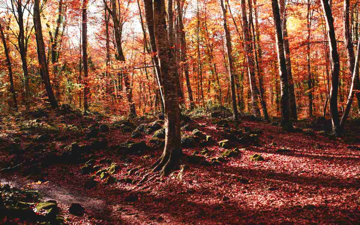 Fageda d'en Jordà