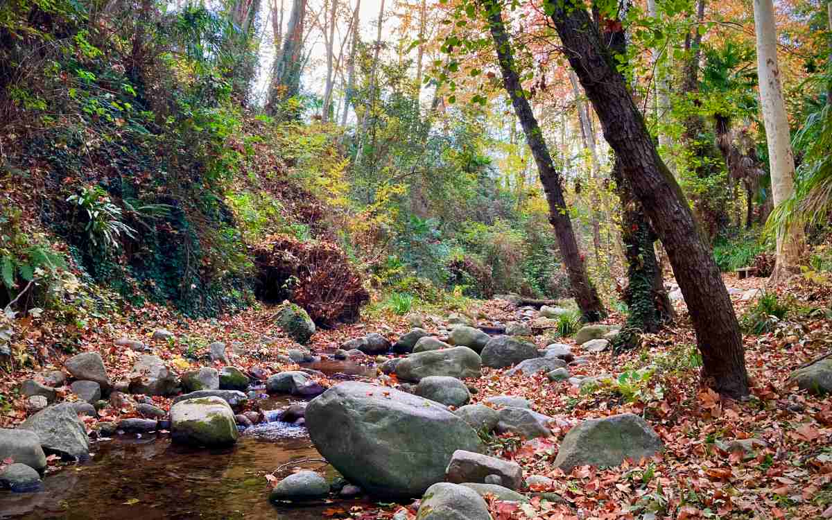 Riera d’Arbúcies
