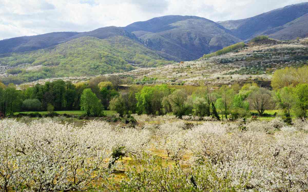 Valle del Jerte