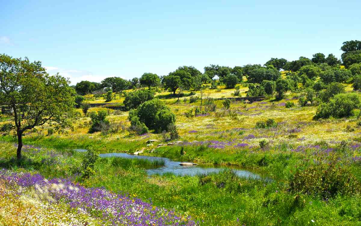 Parque Natural de Cornalvo