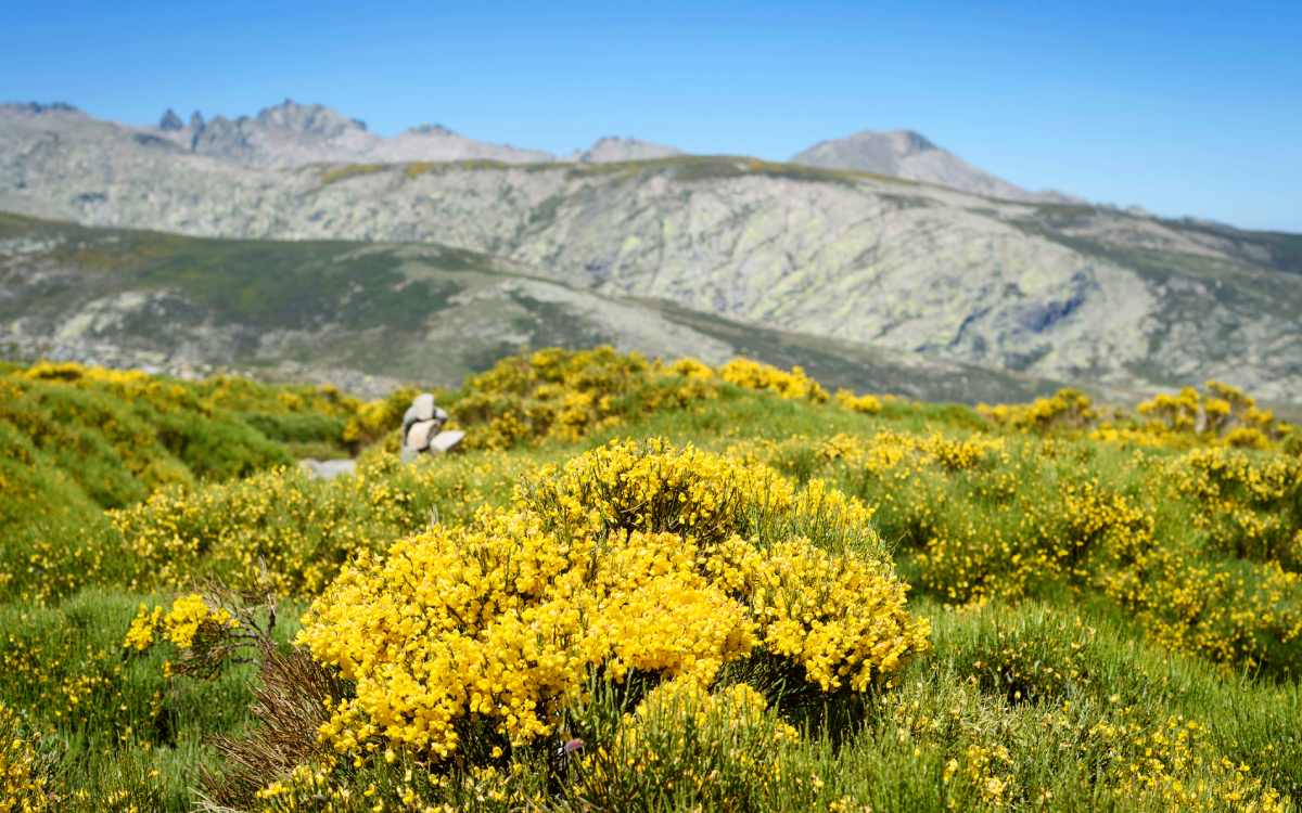 Piornos en la Sierra de Gredos