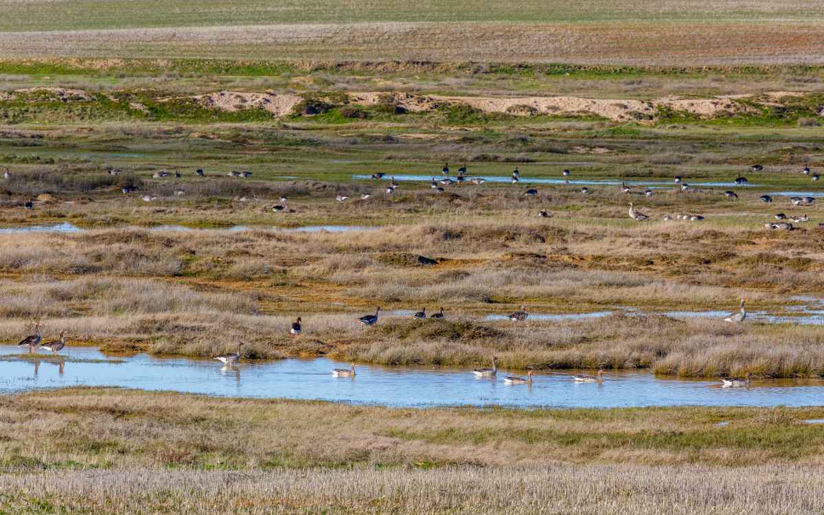 Reserva Natural de las Lagunas de Villafafila