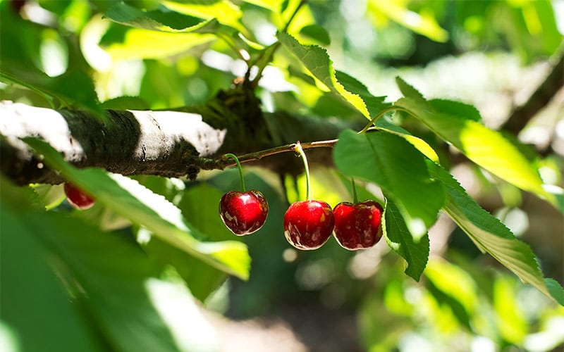 Cerezas en el Valle del Jerte