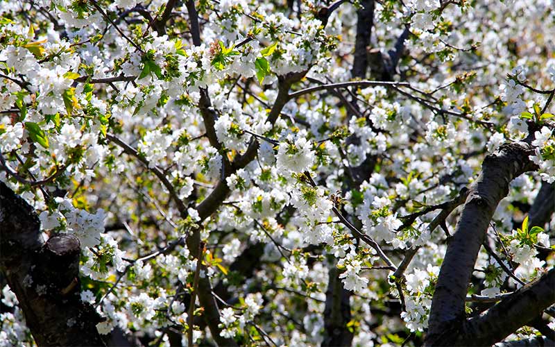 Cerezos en flor en el Valle del Jerte