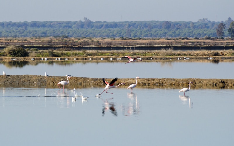 Aves migratorias en las Marismas de Odiel