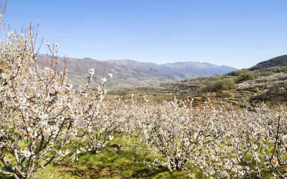 Valle del Jerte