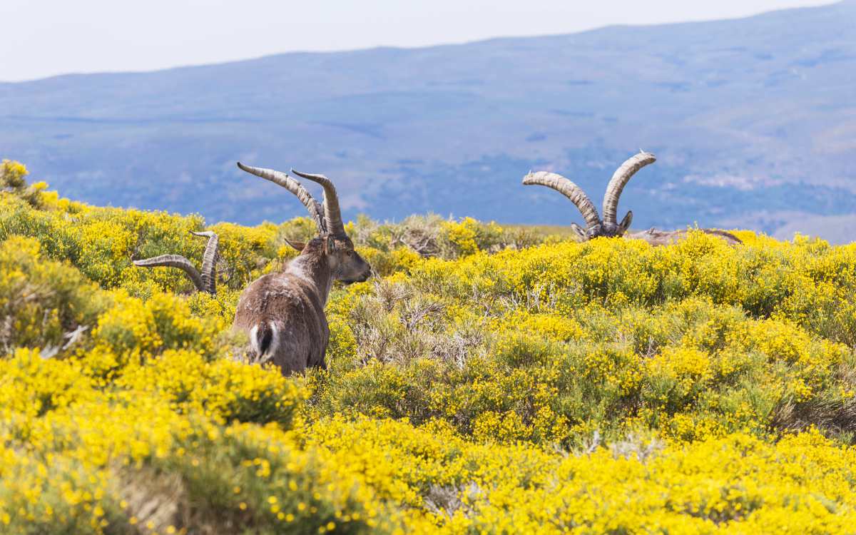 Floración del piorno en la Sierra de Gredos