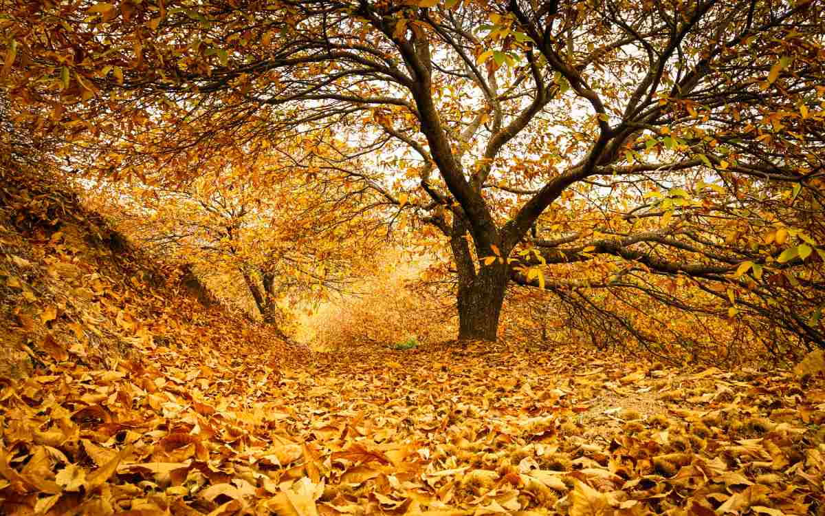 Bosque de castaños en el Valle del Genal