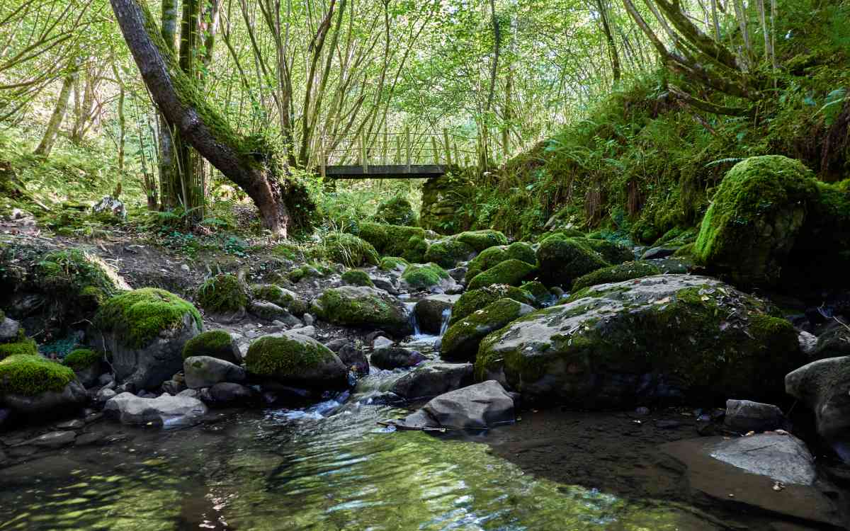 Bosque de Beyu Pen