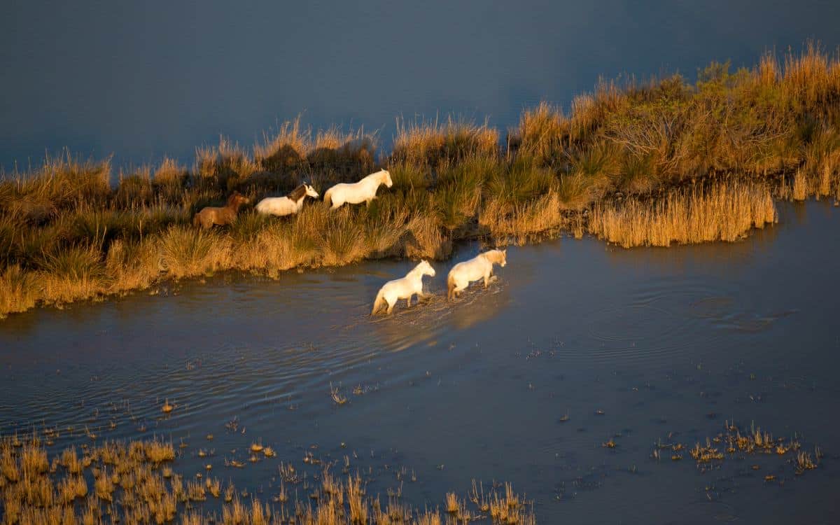 Parque Natural de S’Albufera de Mallorca.
