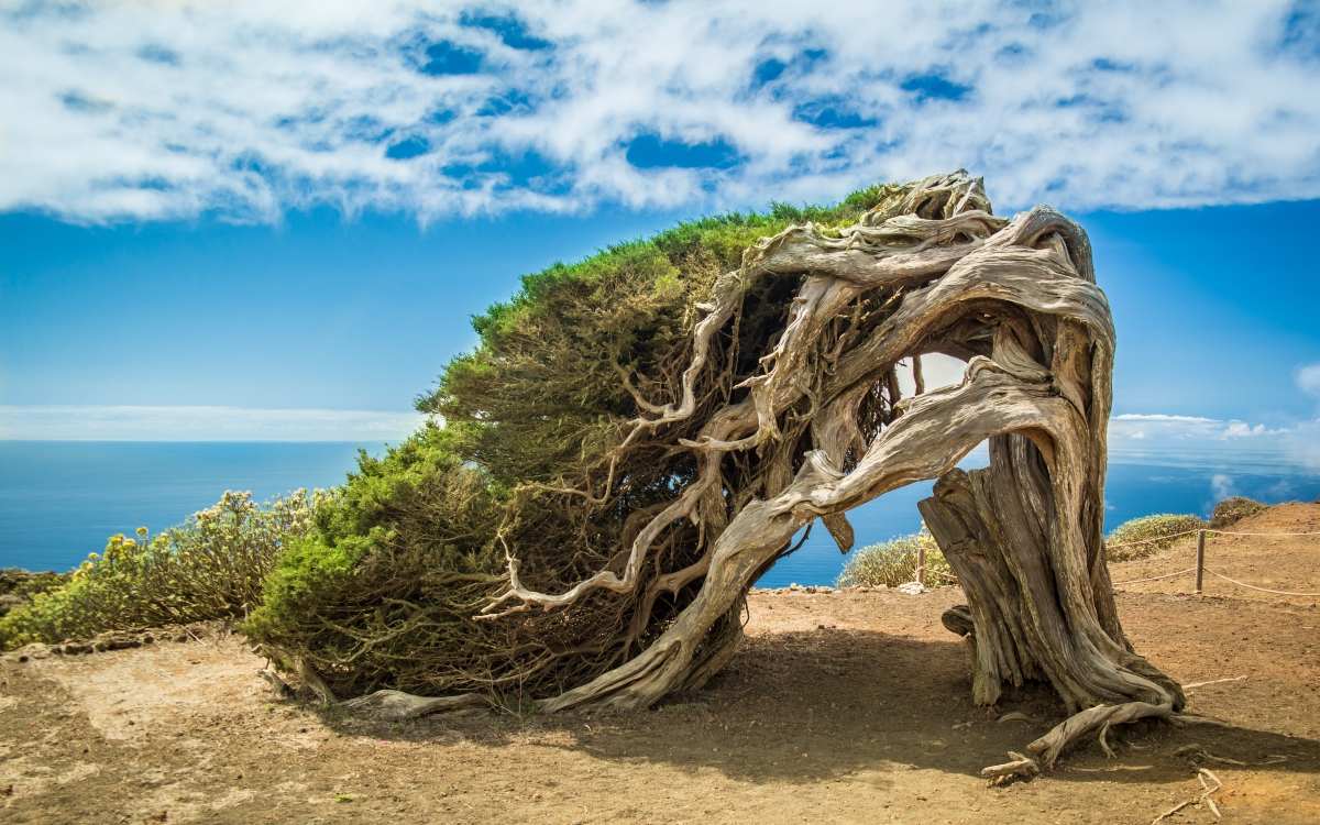 Junípero en El Hierro, cerca de Sabinosa