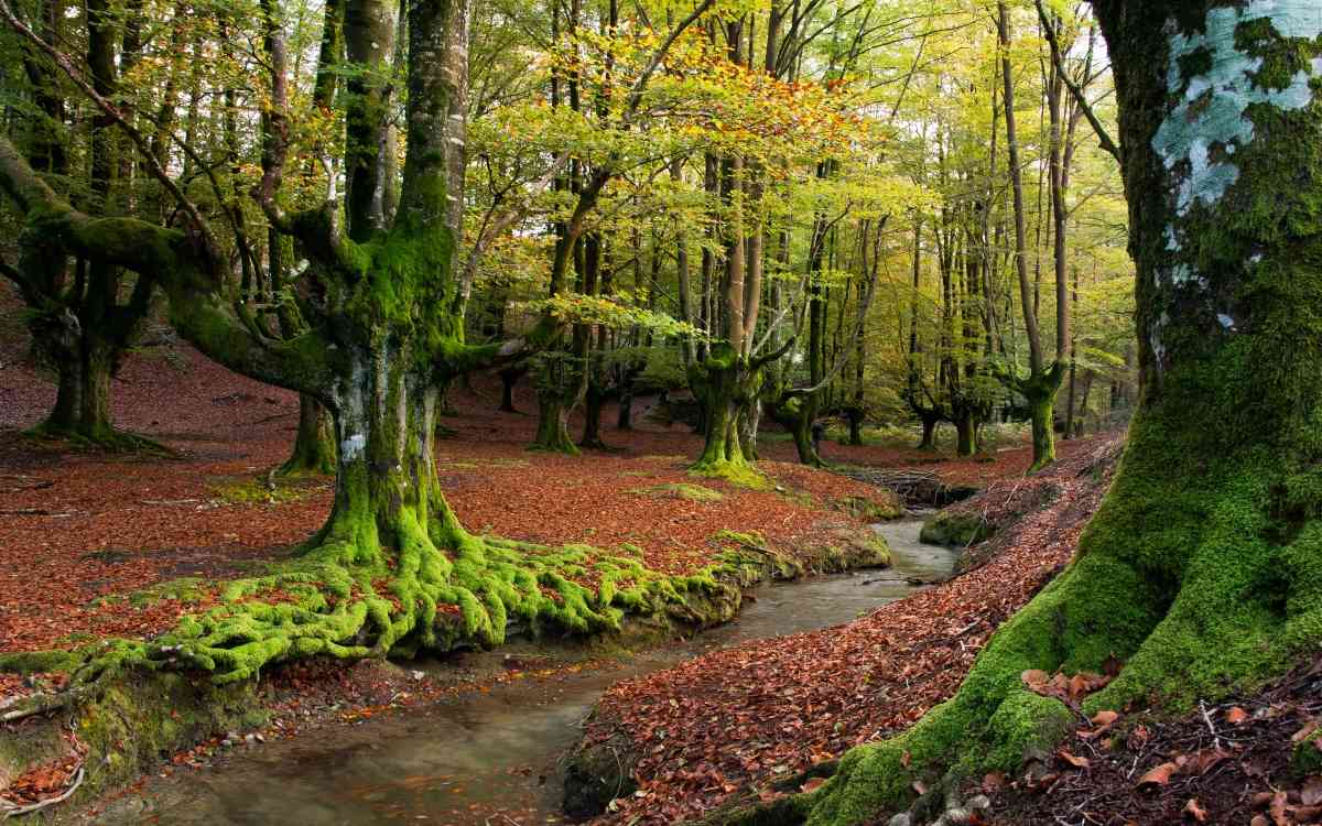 Bosque mágico de Otzarreta.