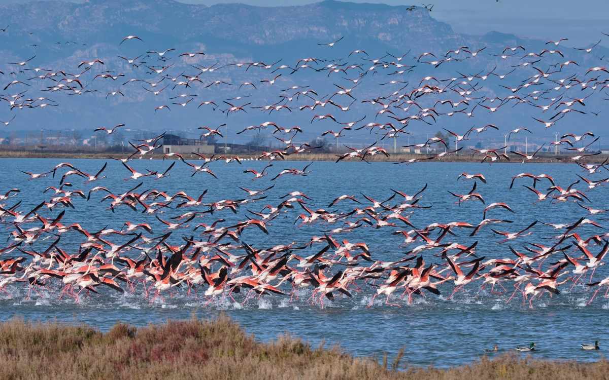 Flamencos en el delta del Ebro.
