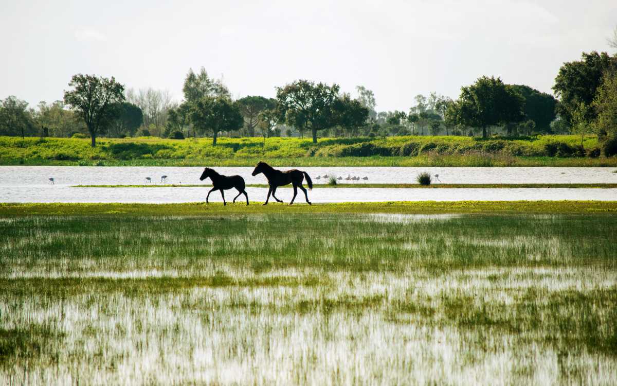 Parque Nacional de Doñana