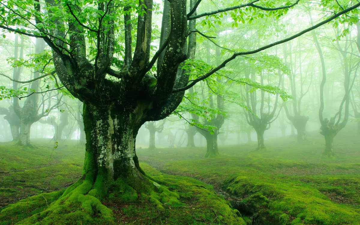 Parque Natural de Gorbea