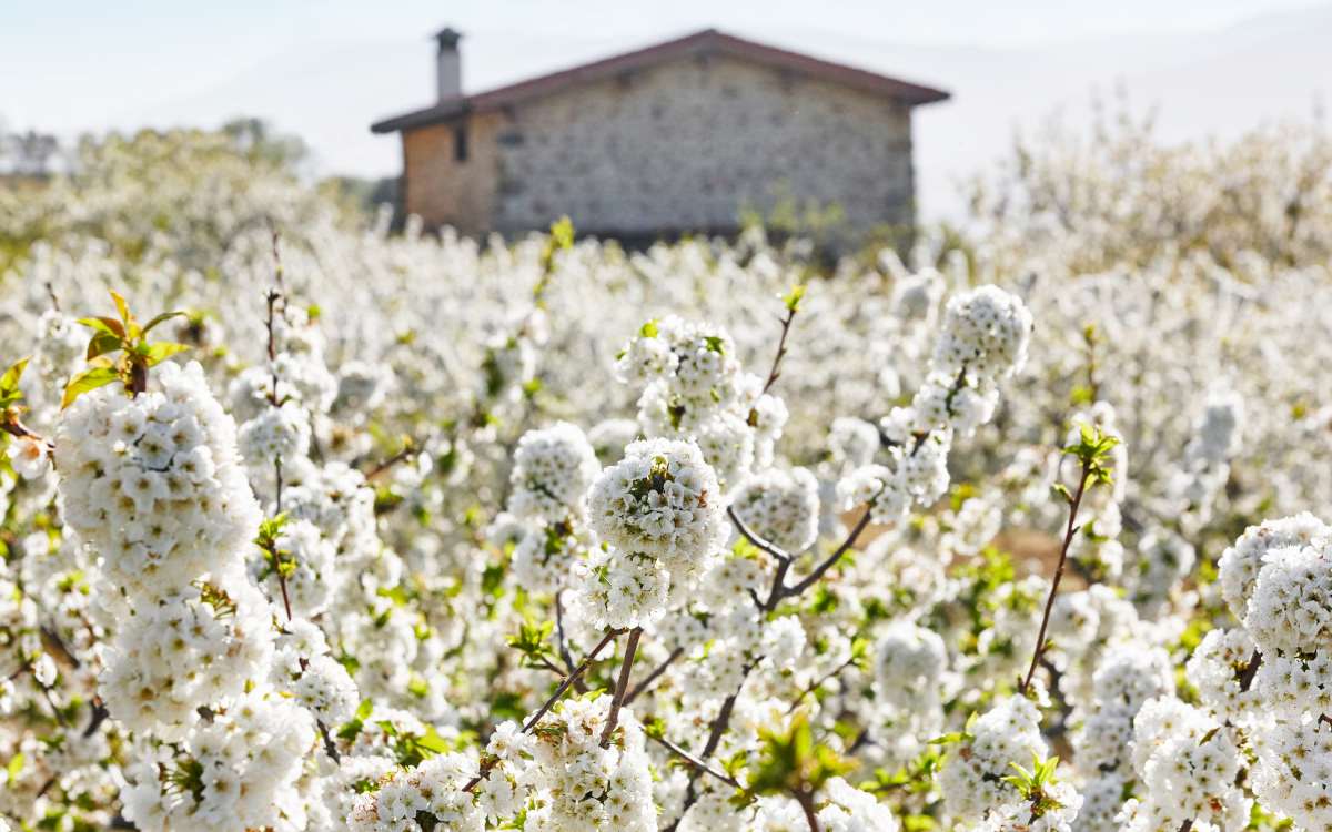 Cerezos en flor en el Valle del Jerte