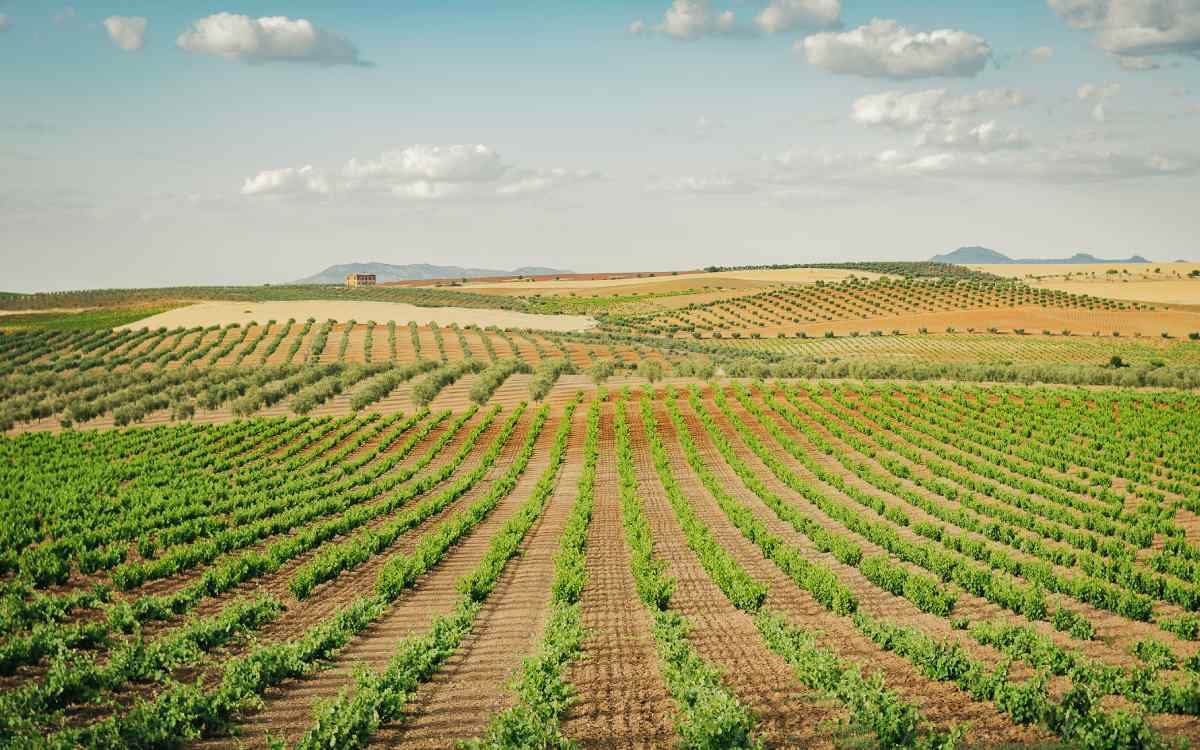 Viñedos en Extremadura