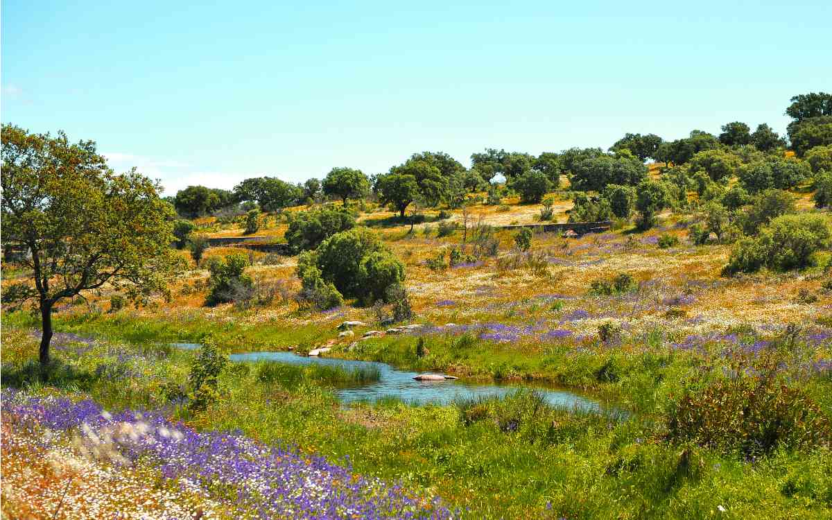 Parque Natural de Cornalvo